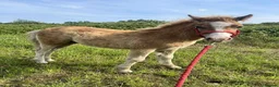 Welsh Section A horses for sale: Dapper Pony Open to Sensible Offers to Right Home - Advert 14