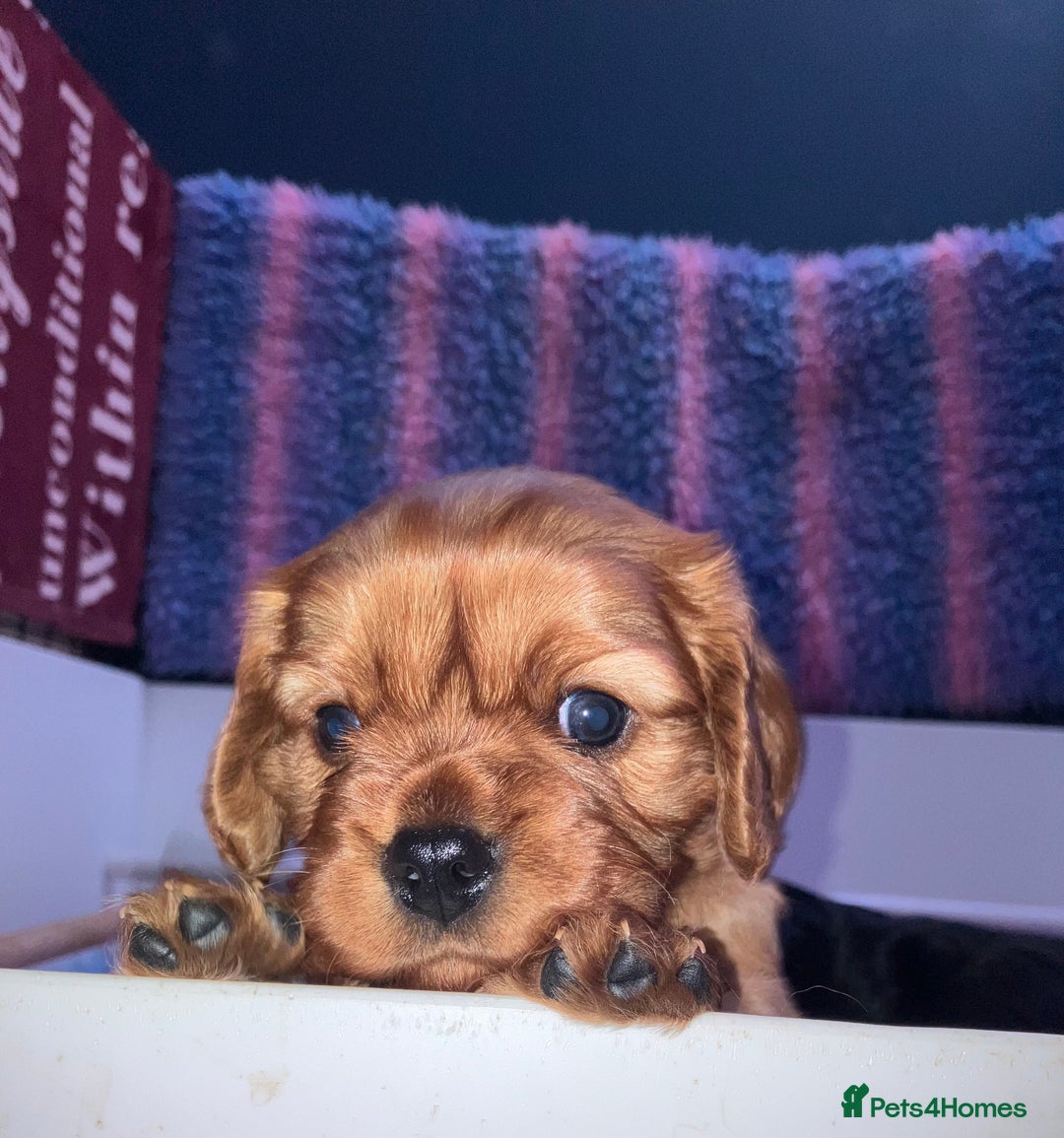 Cavalier King Charles Spaniel dogs for sale: RUBY BOY LEFT -Beautiful KC cavalier King Charles  - Advert 6