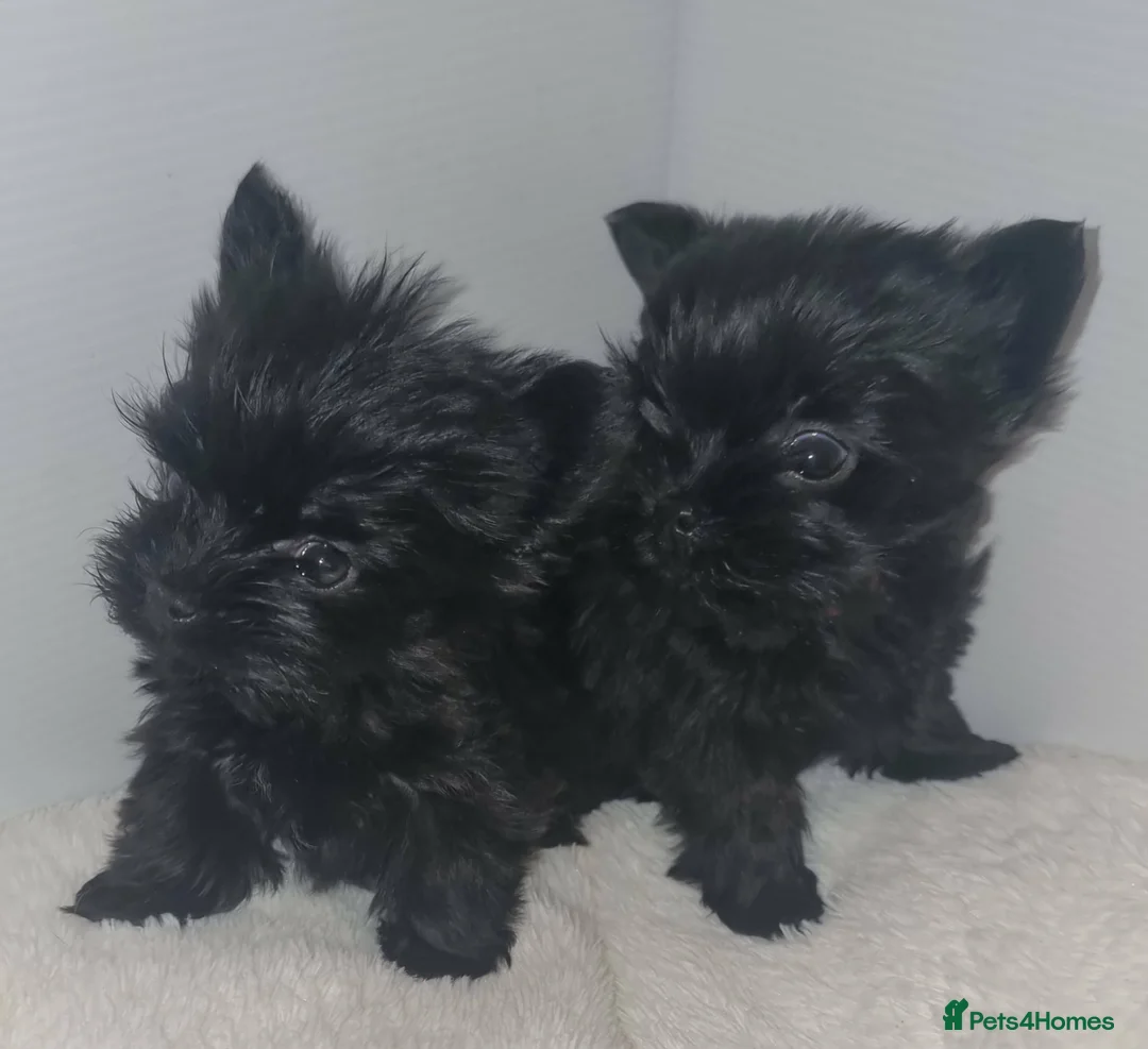 Yorkshire Terrier dogs for sale: Yorkshire Terrier - Advert 9