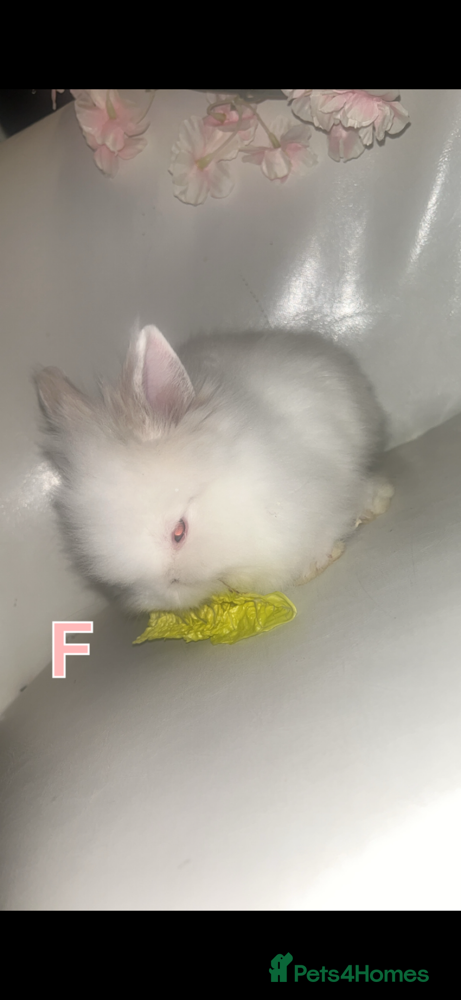 Lionhead rabbits Double maned Lionhead rabbits  - Advert 2