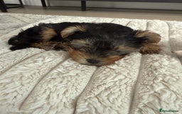 Yorkshire Terrier dogs for sale: Adorable Yorkshire Terrier Puppy for Sale - Image 10