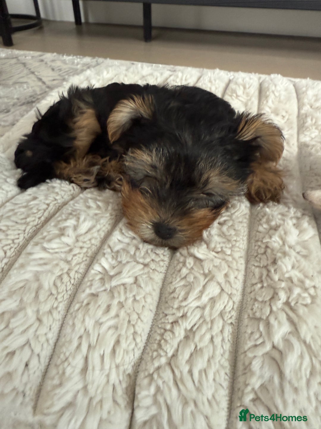 Yorkshire Terrier dogs for sale: Adorable Yorkshire Terrier Puppy for Sale - Image 10