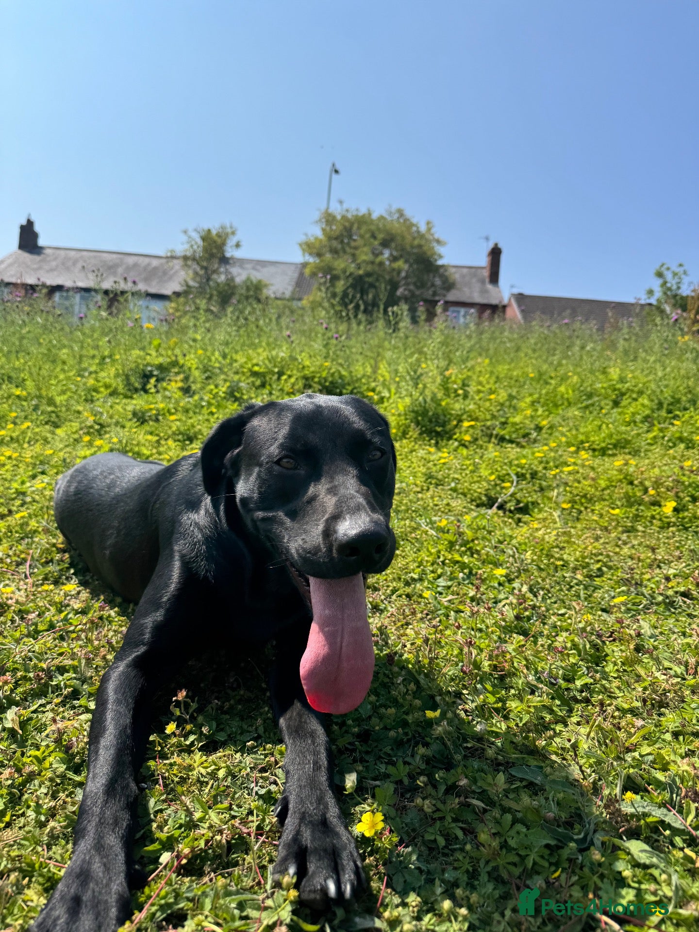 Labrador Retriever dogs Labrador for stud - Advert 10