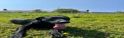 Labrador Retriever dogs for stud: Labrador for stud - Advert 1