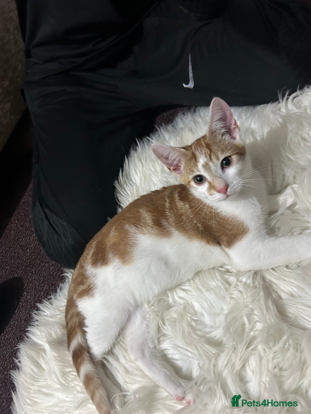 Toyger cats for sale: 3 beautiful toyger kittens ready to go!  - Advert 9