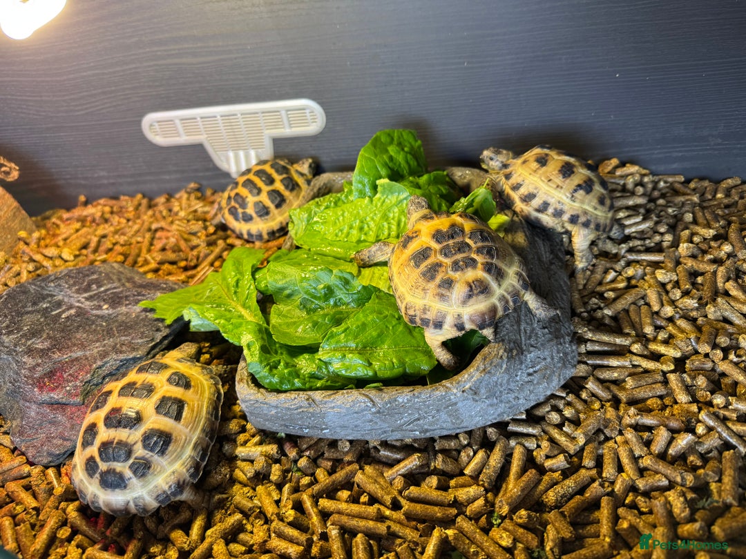 Tortoise reptiles for sale: Four Horsefield Tortoises  - Image 3