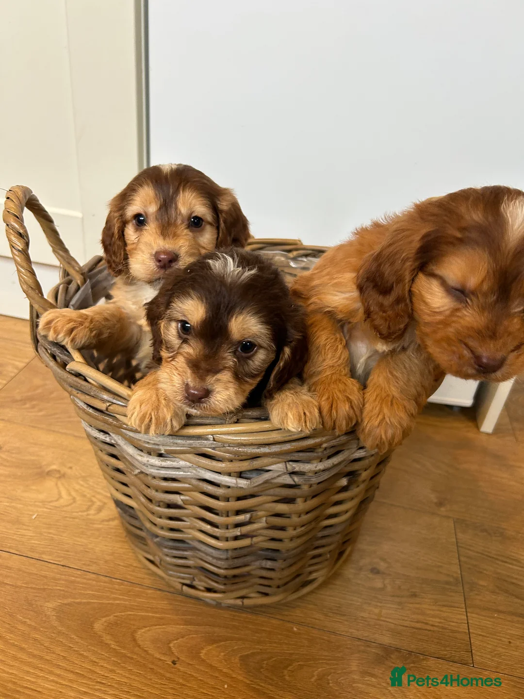 Cockapoo dogs for sale: Stunning Cockapoo Puppies  - Advert 13