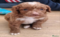 Cockapoo dogs for sale: ** BEAUTIFUL LITTER OF COCKAPOOS ** - Image 10