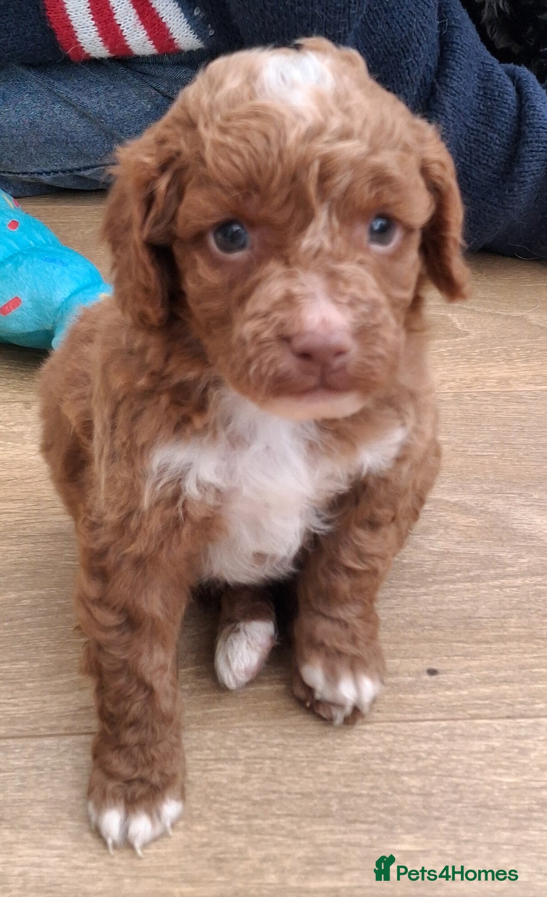Cockapoo dogs for sale: ** BEAUTIFUL LITTER OF COCKAPOOS ** - Image 10