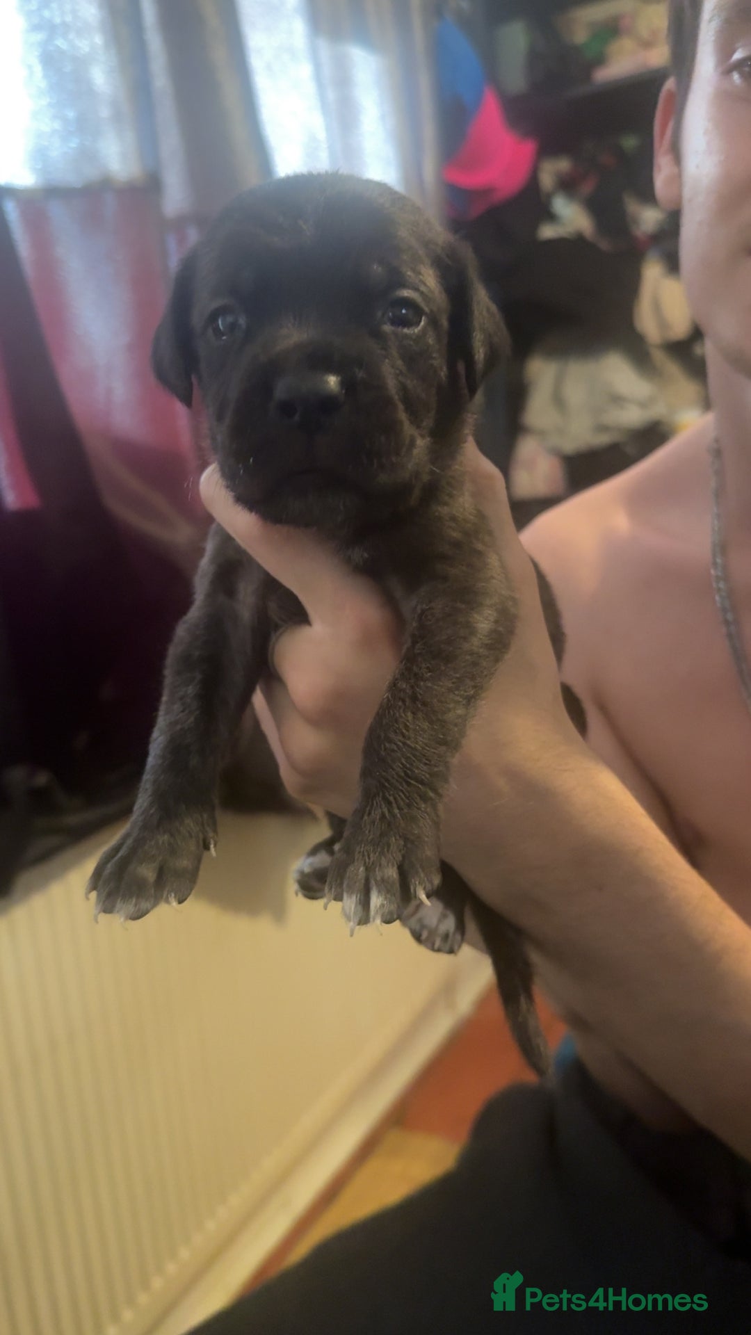 Cane Corso dogs for sale: Puppies - Image 9