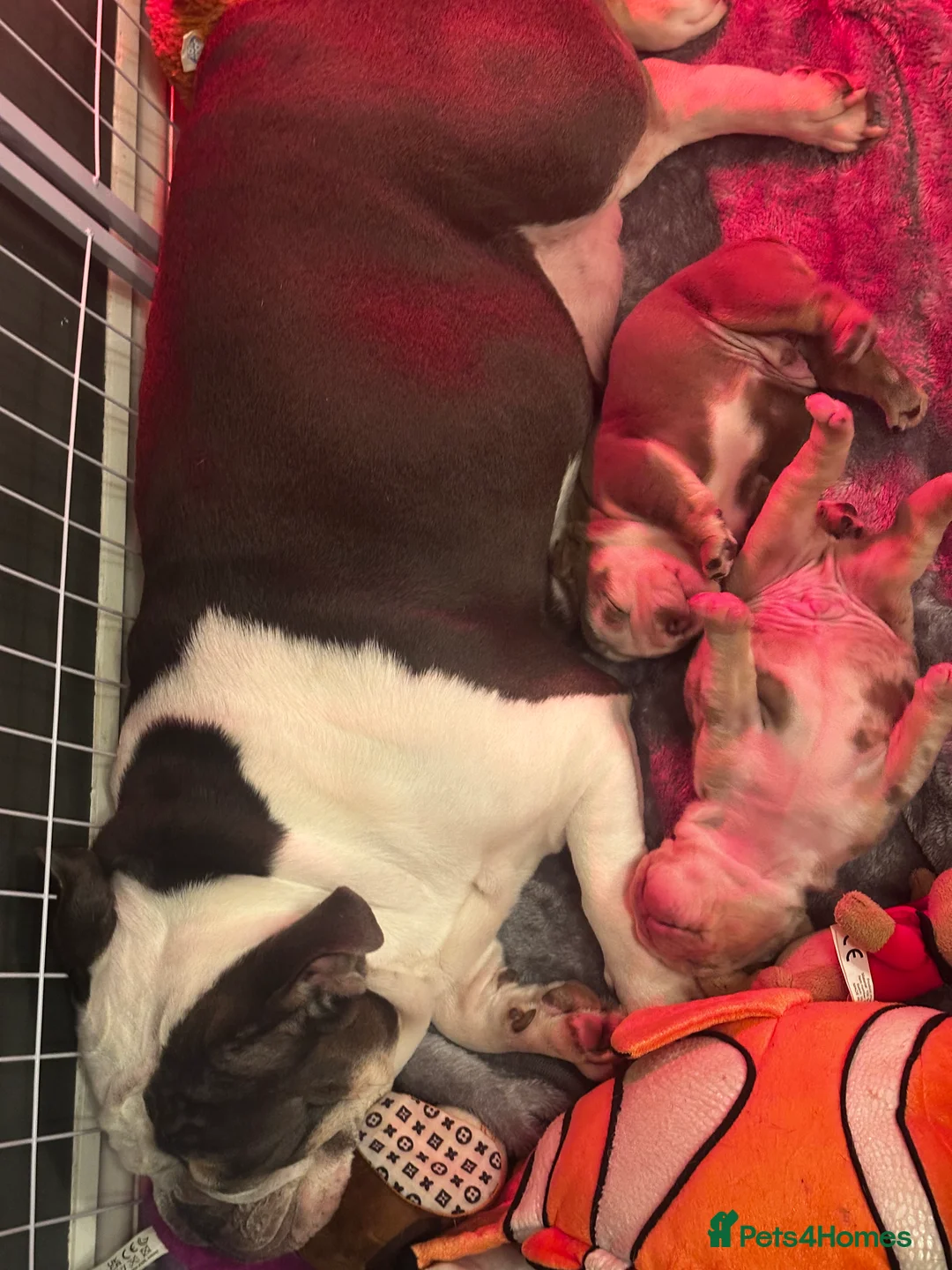 English Bulldog dogs for sale: English Bulldog Puppies  - Advert 2