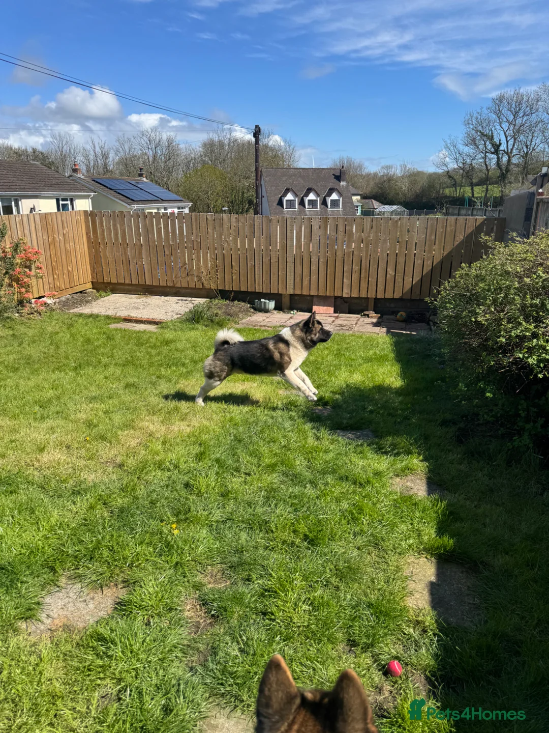 Akita dogs for sale: American Akita puppies - Advert 6