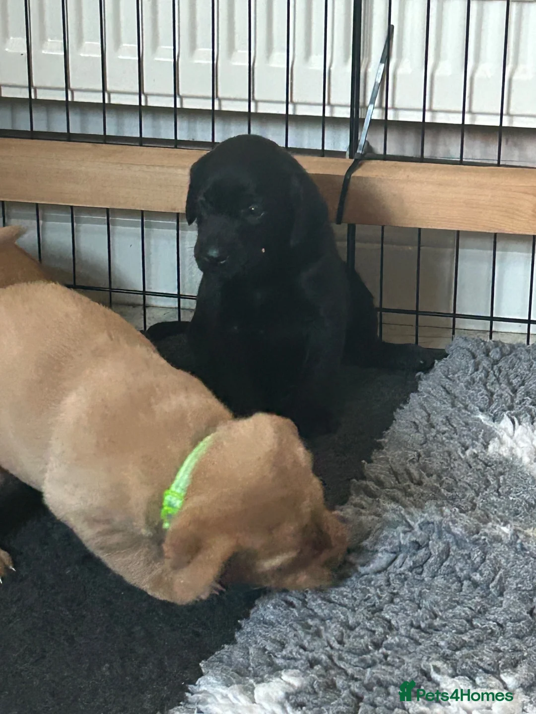 Labrador Retriever dogs for sale: Stunning KC Registered Labrador Retrievers Puppie in Bristol - Advert 8