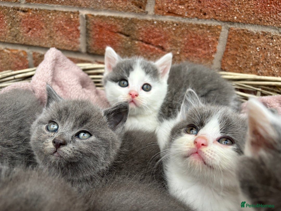 British Shorthair cats for sale: British shorthair kittens  - Image 15