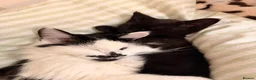 Maine Coon cats for sale: Maincoon x domestic shorthair kittens  in Mansfield - Advert 12