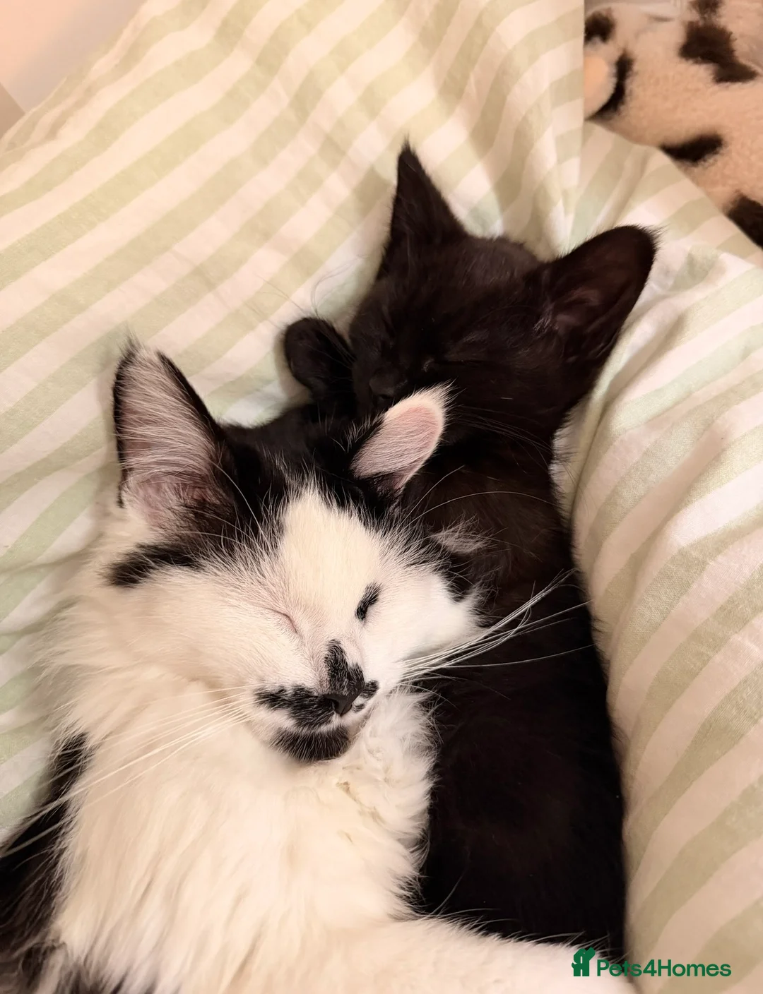 Maine Coon cats for sale: Maincoon x domestic shorthair kittens  in Mansfield - Advert 12