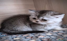 Scottish Fold cats for sale: 💙🩷LAST 2 SCOTTISH KITTENS ✅️TICA reg - Image 6