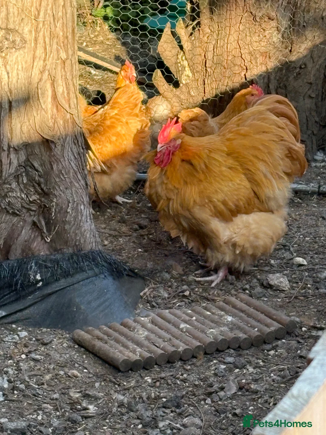 Chickens poultry for sale: Buff orpington day old chicks from quality birds  - Advert 3