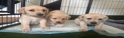 Labrador Retriever dogs for sale: LOVELY BITCH PUPS AVAILABLE  - Advert 8