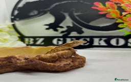 Gecko reptiles for sale: Tiger / Dalmatian crested gecko  - Image 2