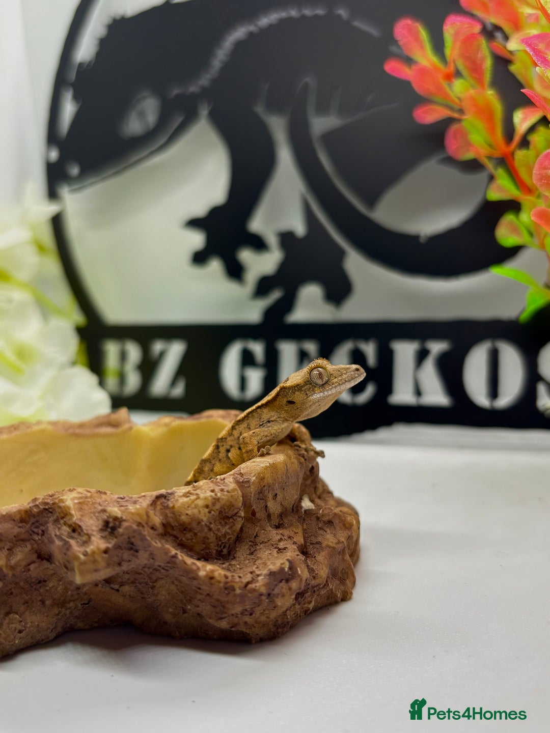 Gecko reptiles for sale: Tiger / Dalmatian crested gecko  - Image 2