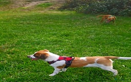 Mixed Breed dogs for sale: 2 puppies mixed breed left !!! - Image 6