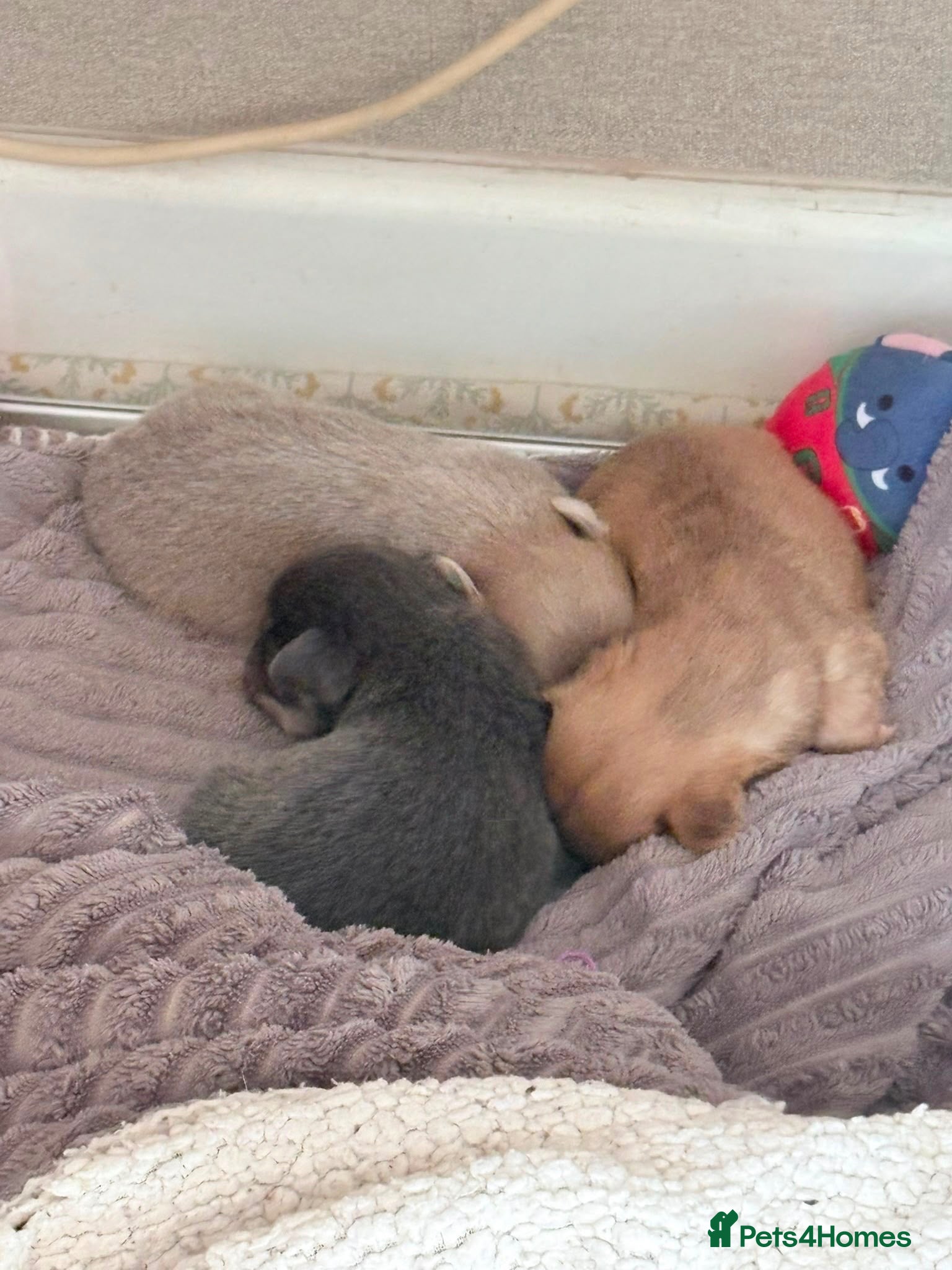 Chihuahua dogs Pure bred tiny chihuahua puppies  - Advert 15