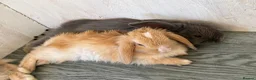 Mini Lop rabbits for sale: Baby bunnies looking for their new home 🐰❤️ - Advert 10