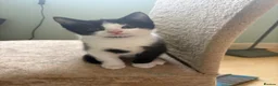 British Shorthair cats for sale: READY TO GO! 1 FEMALE black and white kitten! - Advert 3