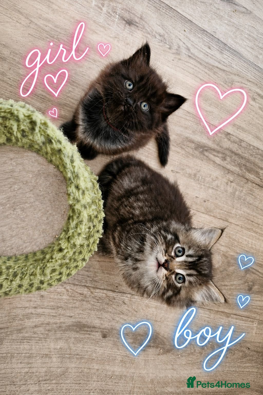 Mixed Breed cats Beautiful Ragdoll Mix Kittens.Ready 9th September  - Advert 1