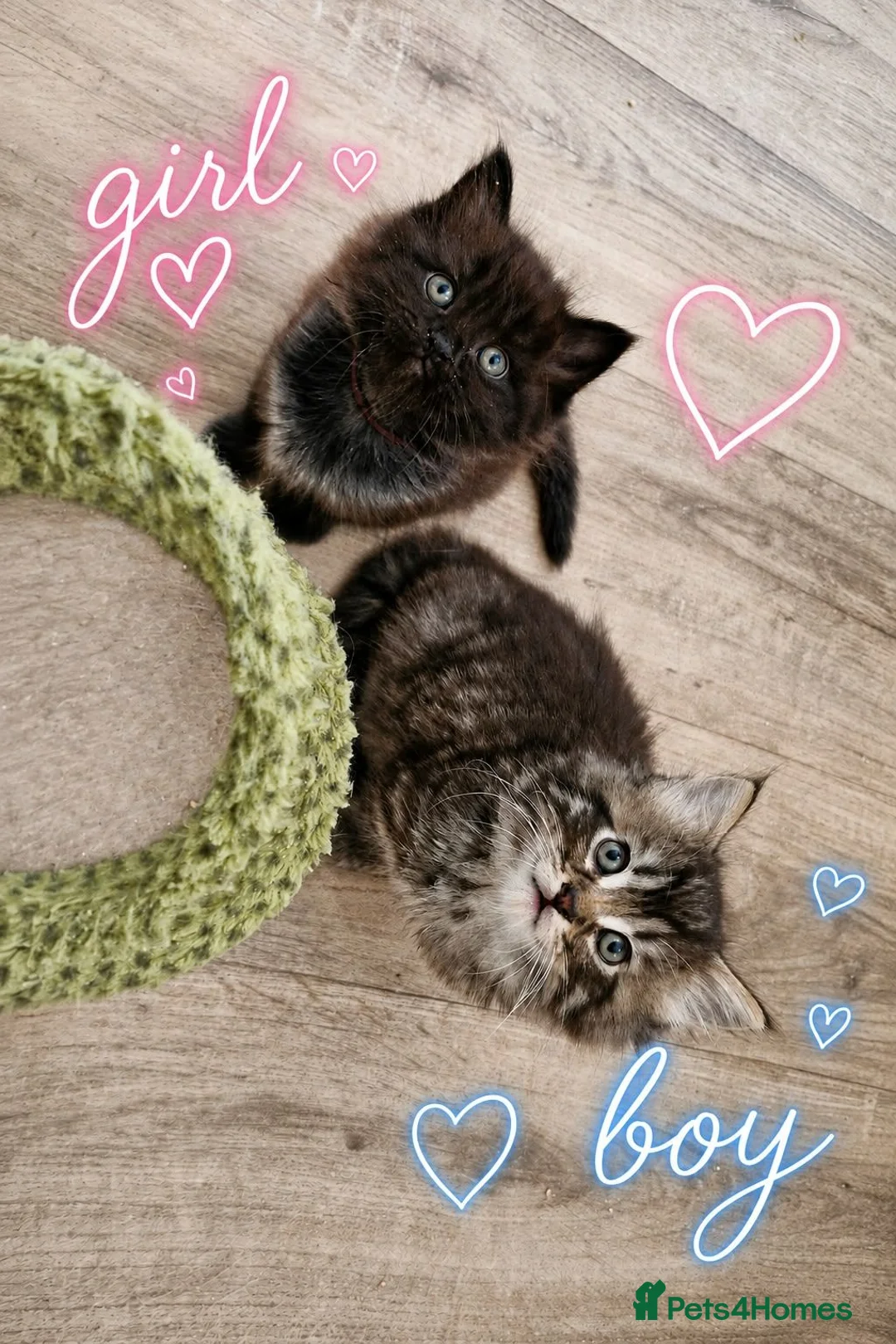 Mixed Breed cats for sale: Beautiful Ragdoll Mix Kittens.Ready 9th September  - Advert 1