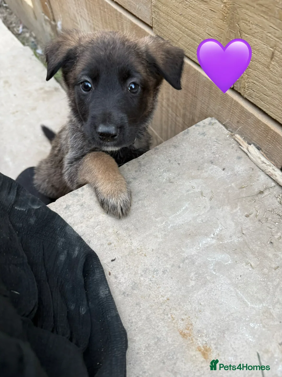 Mixed Breed dogs for sale: Malanois X - Advert 22