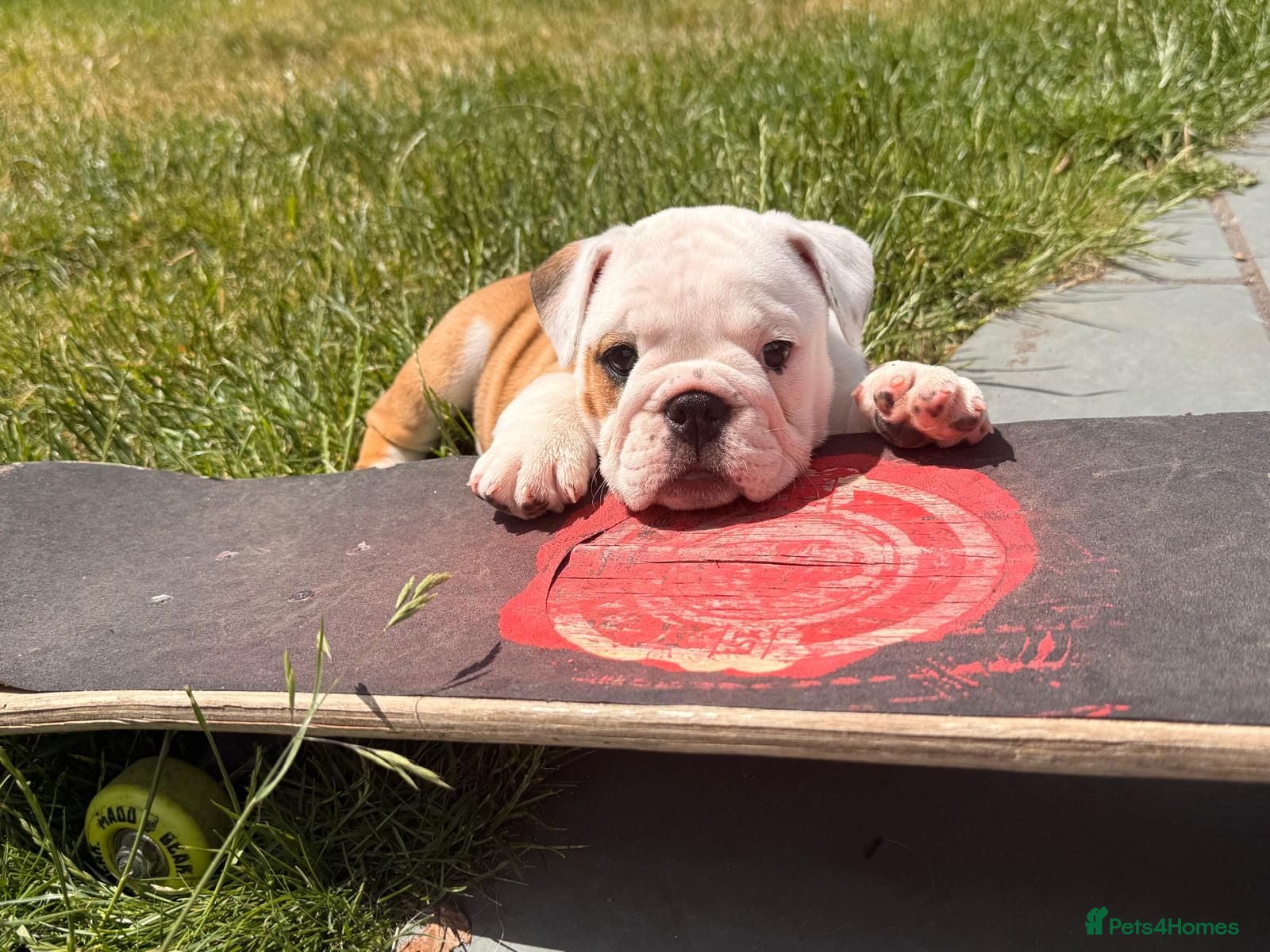 English Bulldog dogs 🐾KC reg Red & White English Bulldog 🐶 - Advert 1