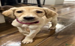 Saluki dogs for sale: Saluki  - Image 11