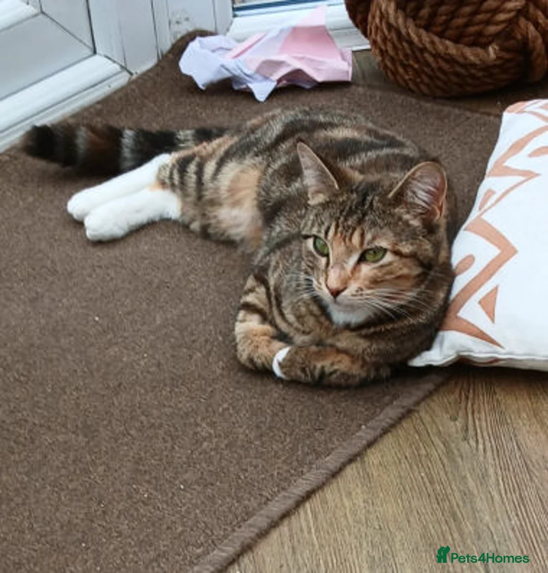 Mixed Breed cats for adoption: REYA. - Advert 2