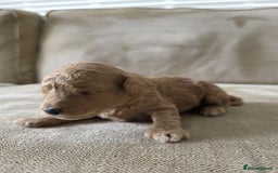 Toy Poodle dogs for sale: KC Tiny Perfect phantom poodles + colours  - Image 6