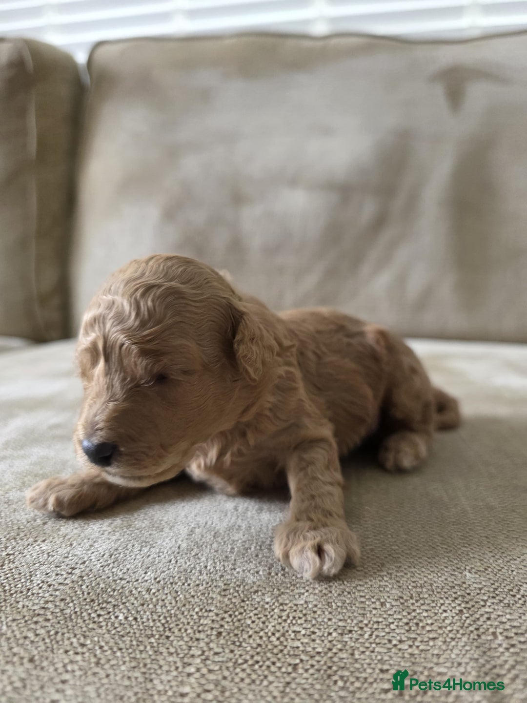 Toy Poodle dogs for sale: KC Tiny Perfect phantom poodles + colours  - Image 6