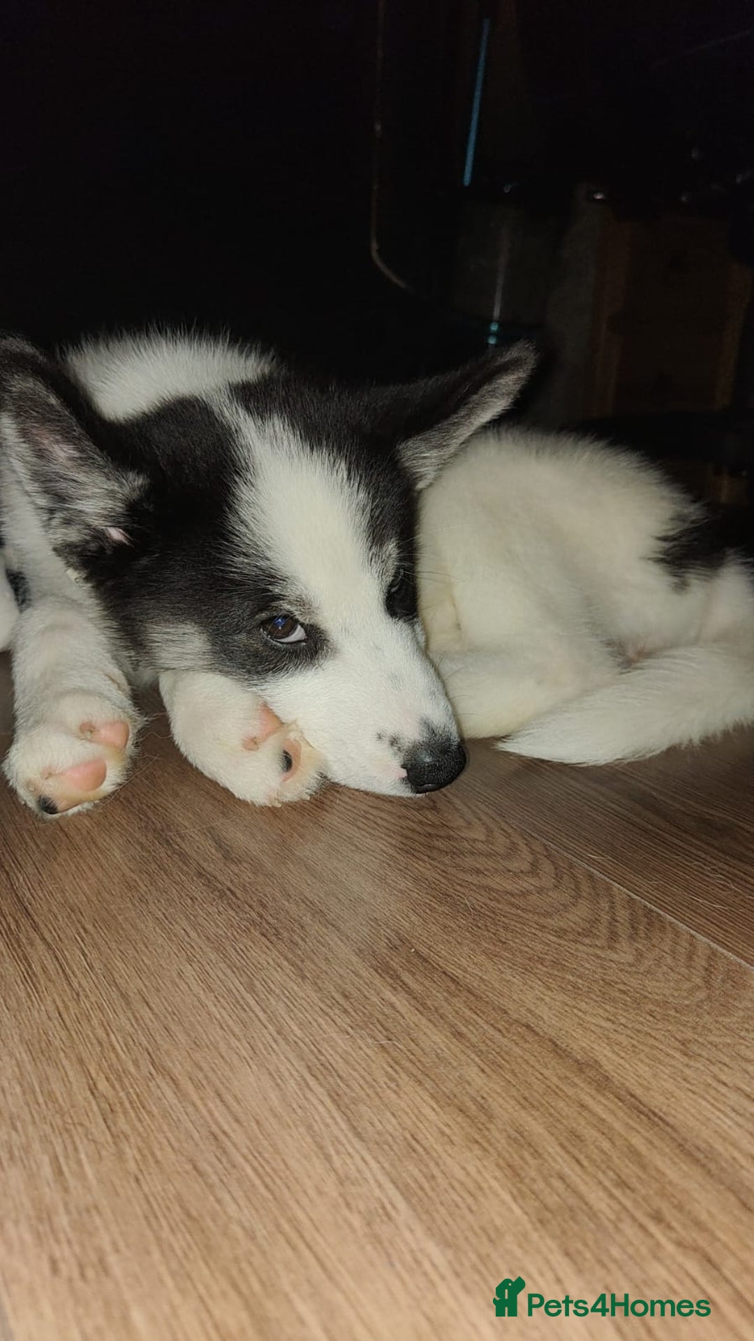 Mixed Breed dogs for sale: Samusky Puppy Female - Image 9