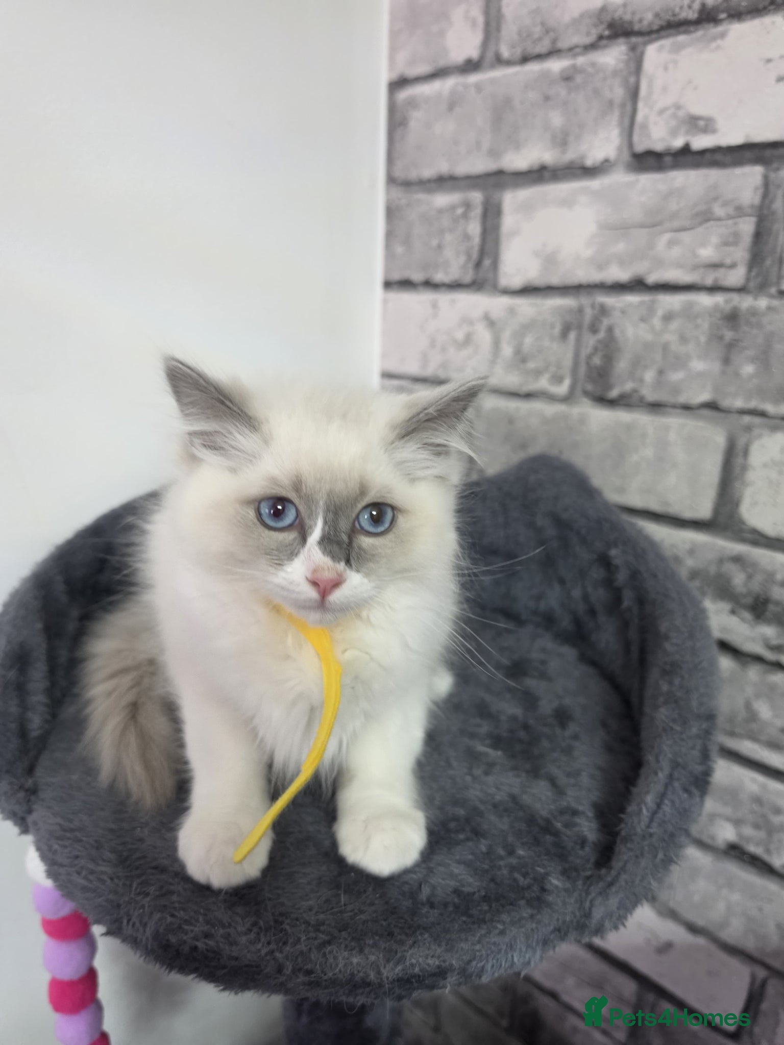 Ragdoll cats Gorgeous lilac Bicolour Ragdoll kittens READY NOW - Advert 16