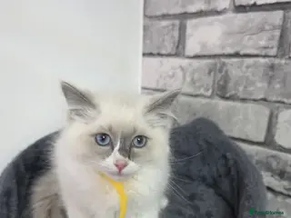 Ragdoll cats Gorgeous lilac Bicolour Ragdoll kittens READY NOW - Advert 16