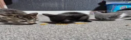 Mixed Breed cats for sale: 3 kittens  - Advert 4