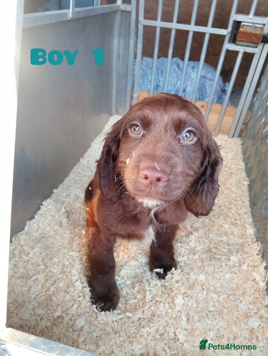 Cockapoo dogs for sale: Cockapoo puppys - Advert 4