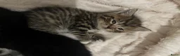 Mixed Breed cats for sale: 4 beautiful fluffy kittens, available now! - Advert 23