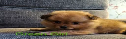 Pomeranian dogs for sale: 4 baby pomeranians for sale - Advert 39