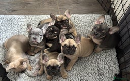 French Bulldog dogs for sale: 5 beautiful frenchises 💙💗 - Image 6