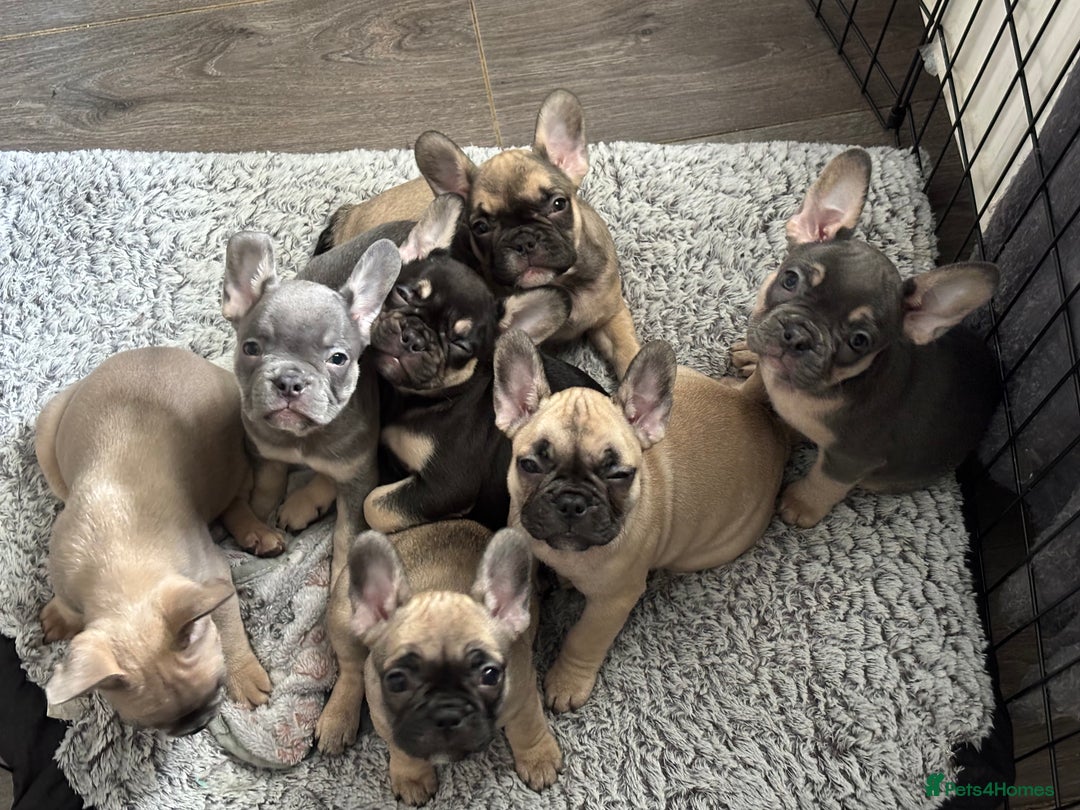 French Bulldog dogs for sale: 5 beautiful frenchises 💙💗 - Image 6