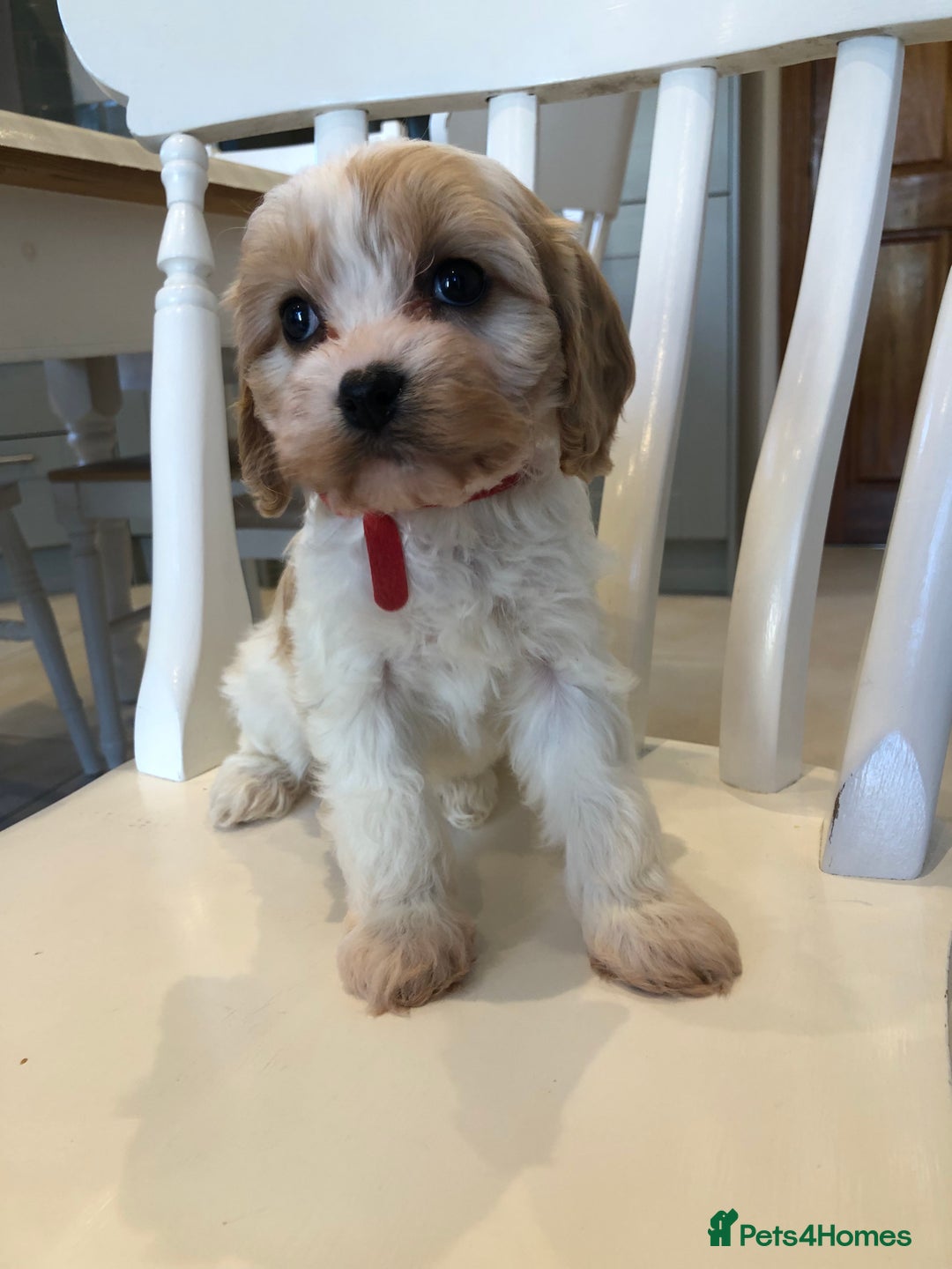 Cavapoo dogs for sale: Adorable Cavapoo Puppies  - Advert 33