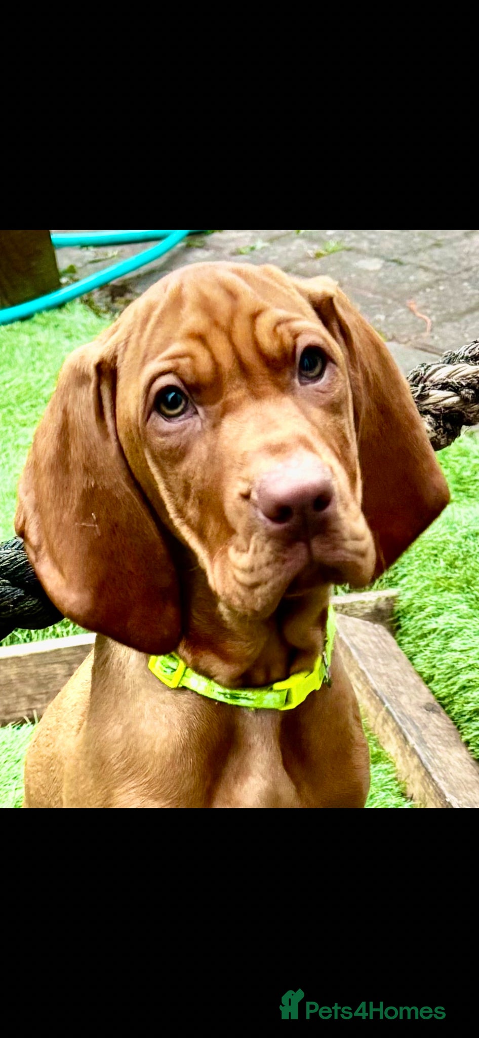 Hungarian Vizsla dogs Pedigree Hungarian Vizsla’s !! 🐶🐶 - Advert 2