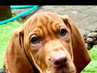 Hungarian Vizsla dogs Pedigree Hungarian Vizsla’s !! 🐶🐶 - Advert 2