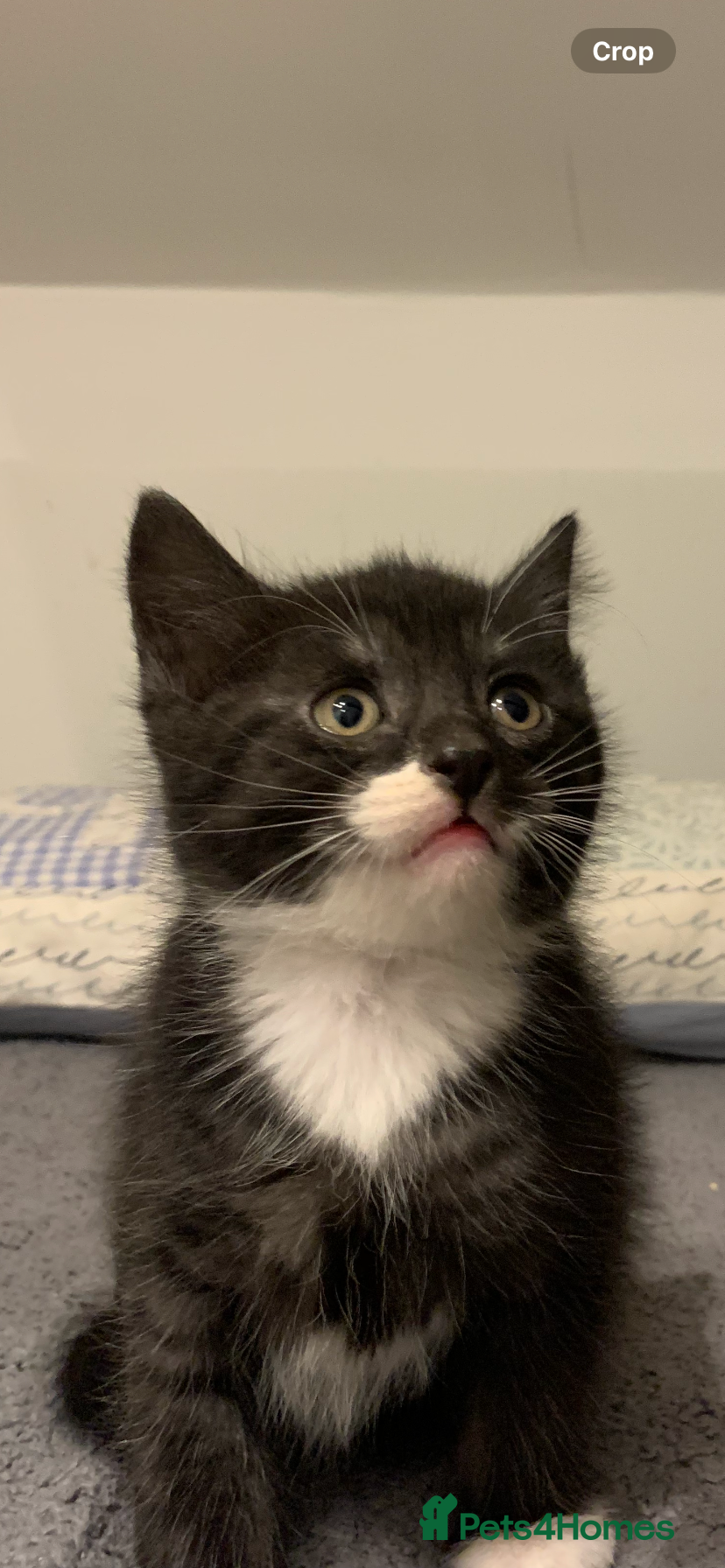 British Longhair cats Beautiful short and long hair kittens - Advert 1